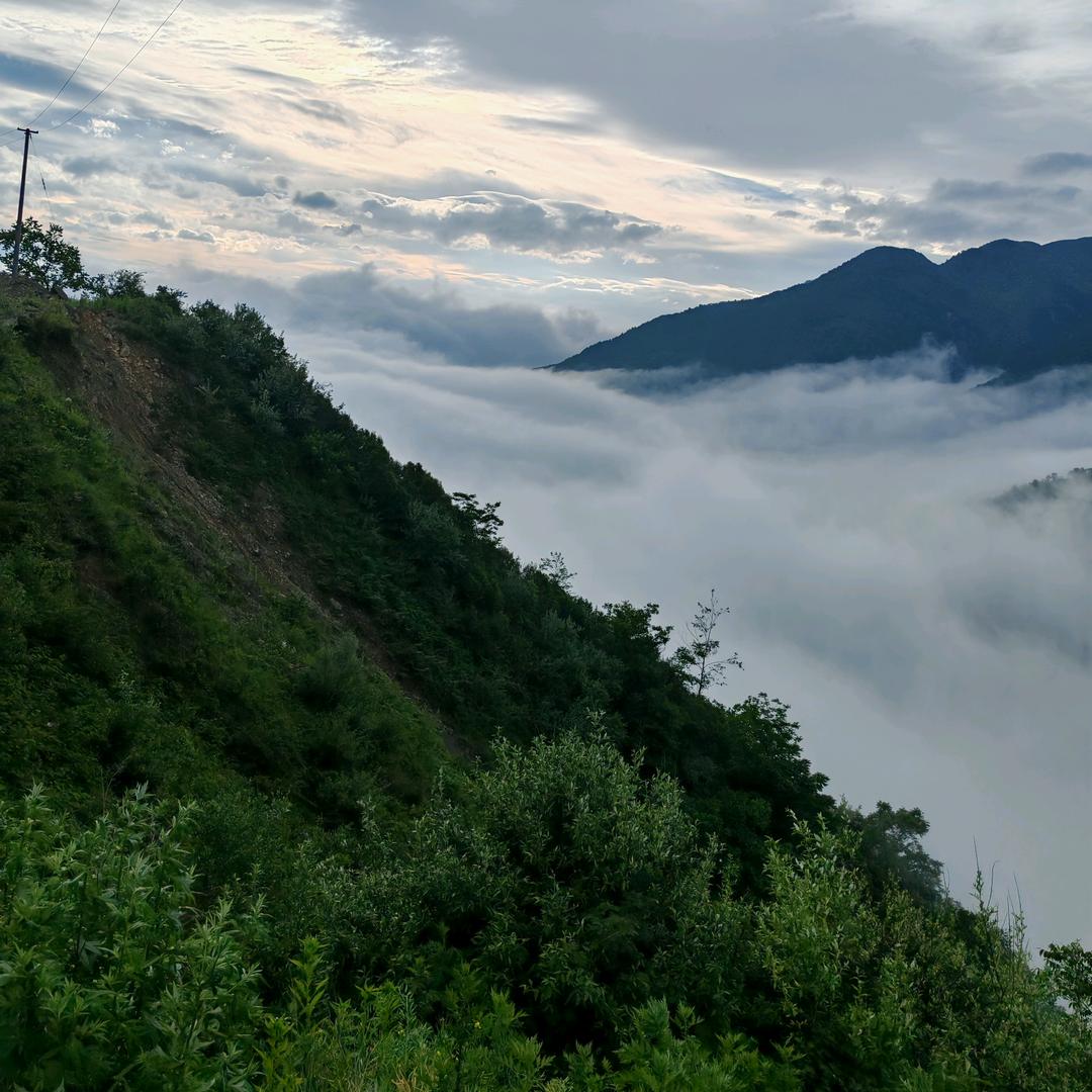爱吃茴香蘸柠檬蘸