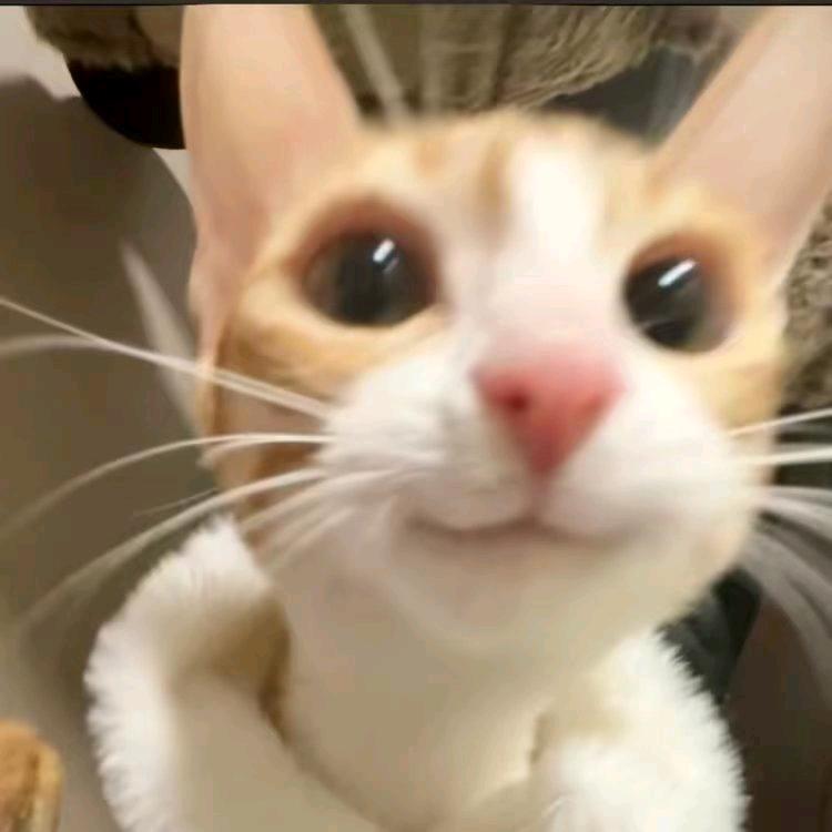 半夜偷吃黄油蛋糕