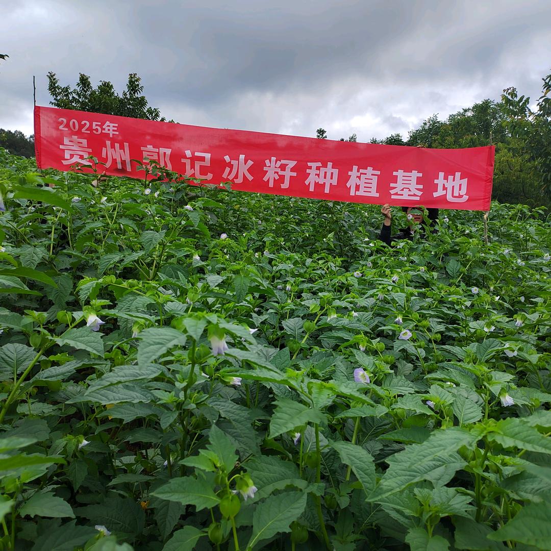 贵州郭记冰粉籽产地一手货源
