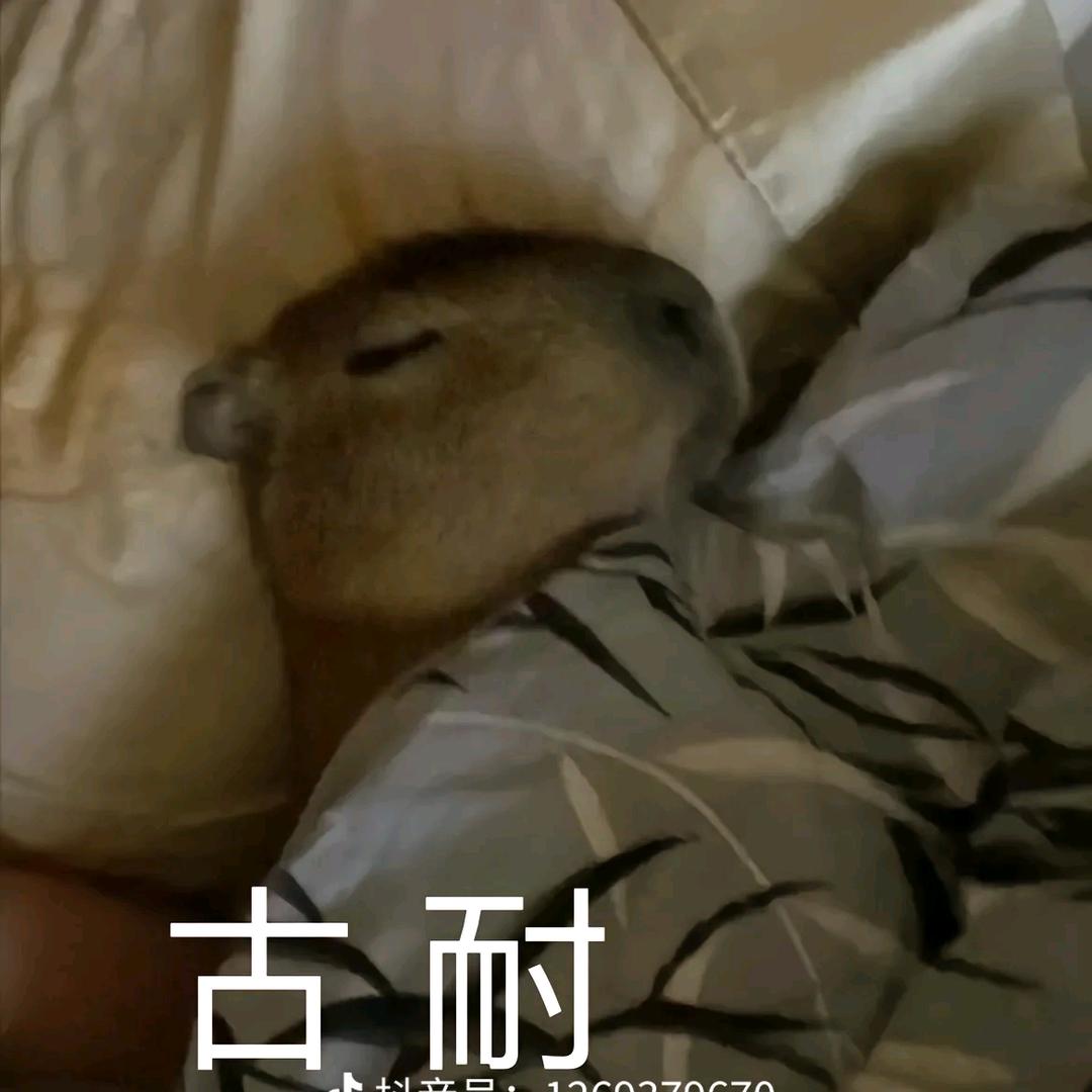 关你西红杮
