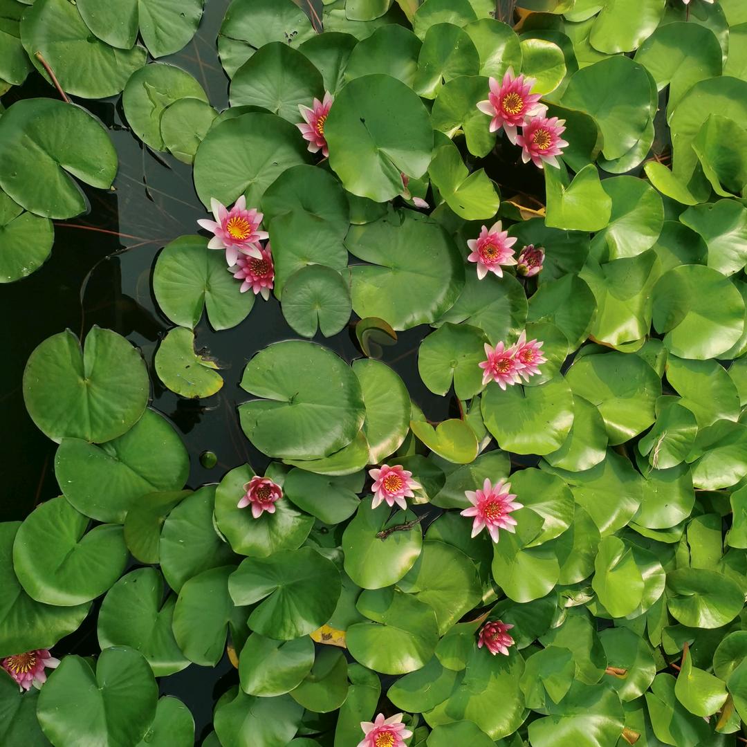 鱼腥草
