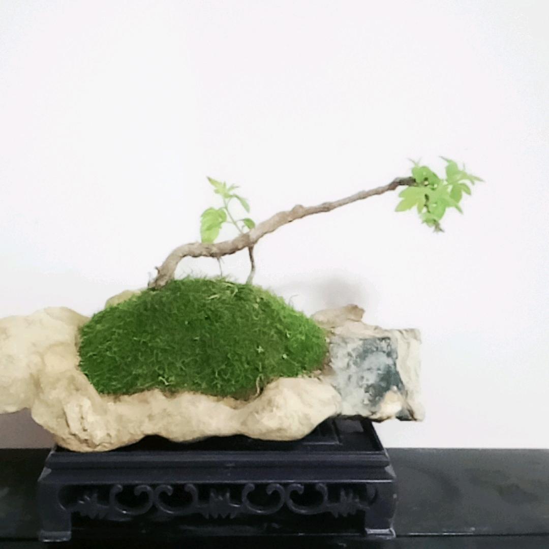 荆艺求荆