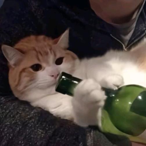 粉丝不粉你粉谁