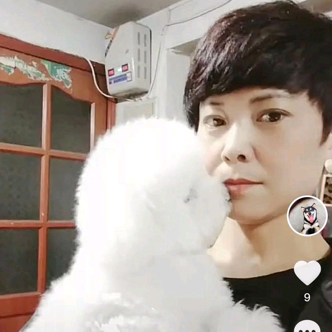 唐山张姐金毛松狮犬舍