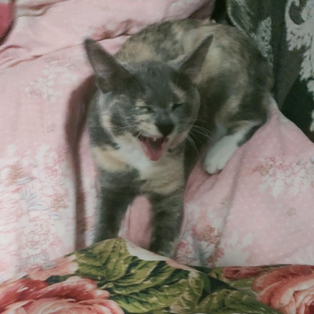 咪宝
