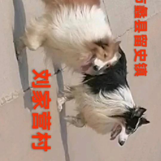 苏格兰牧羊犬