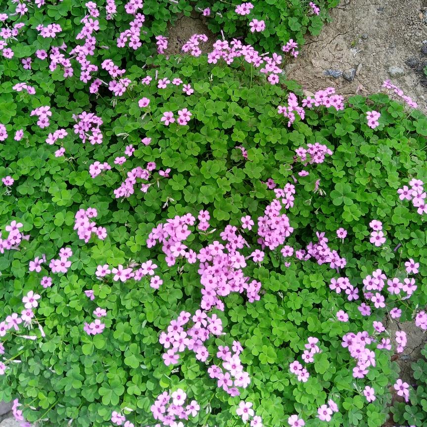 春融苑雅迪电动车