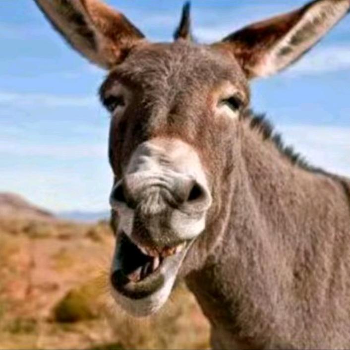 兔兔兔兔兔兔兔