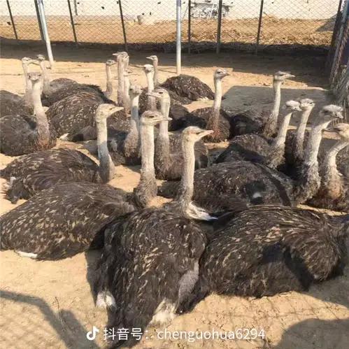 鸵鸟养殖