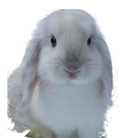 兔子老大