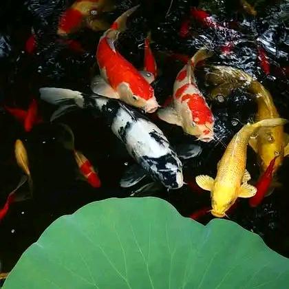 曼威水产🐟