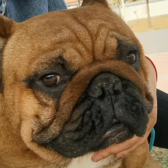 豆包妈妈养法斗（买🐶私聊）