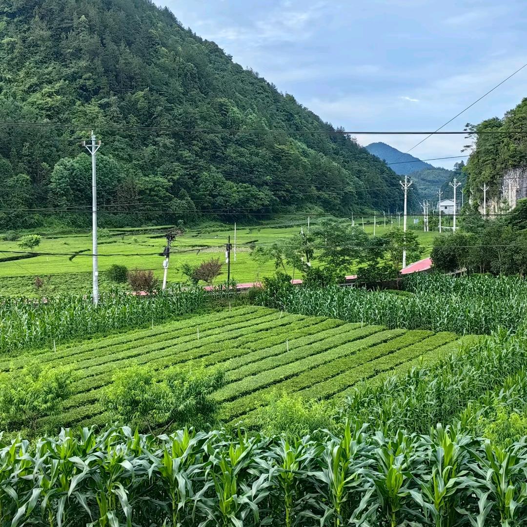 老农民伯伯