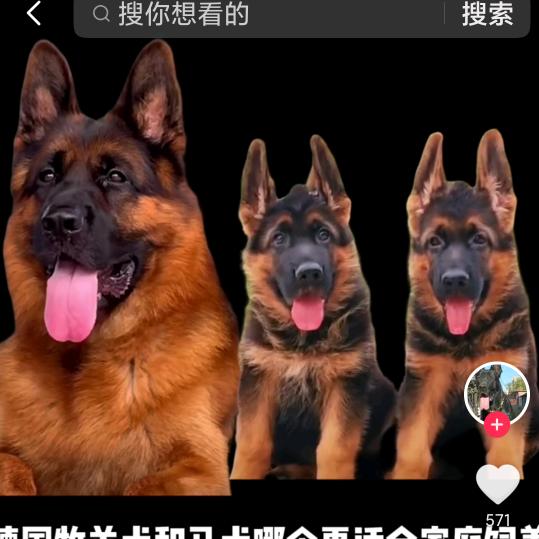 狗狗细小救助点( ﹡ˆoˆ﹡ )