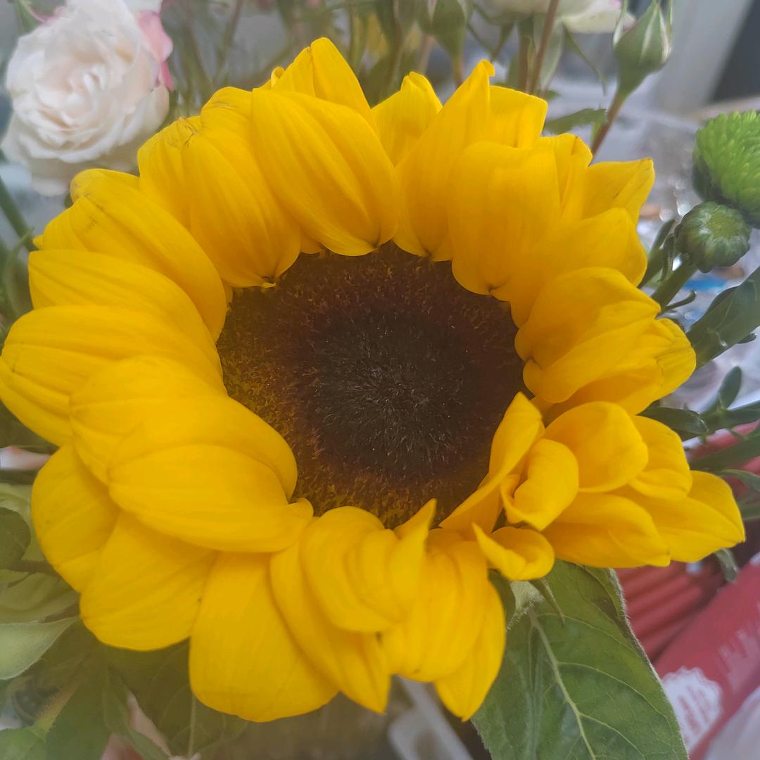 奋发向阳花