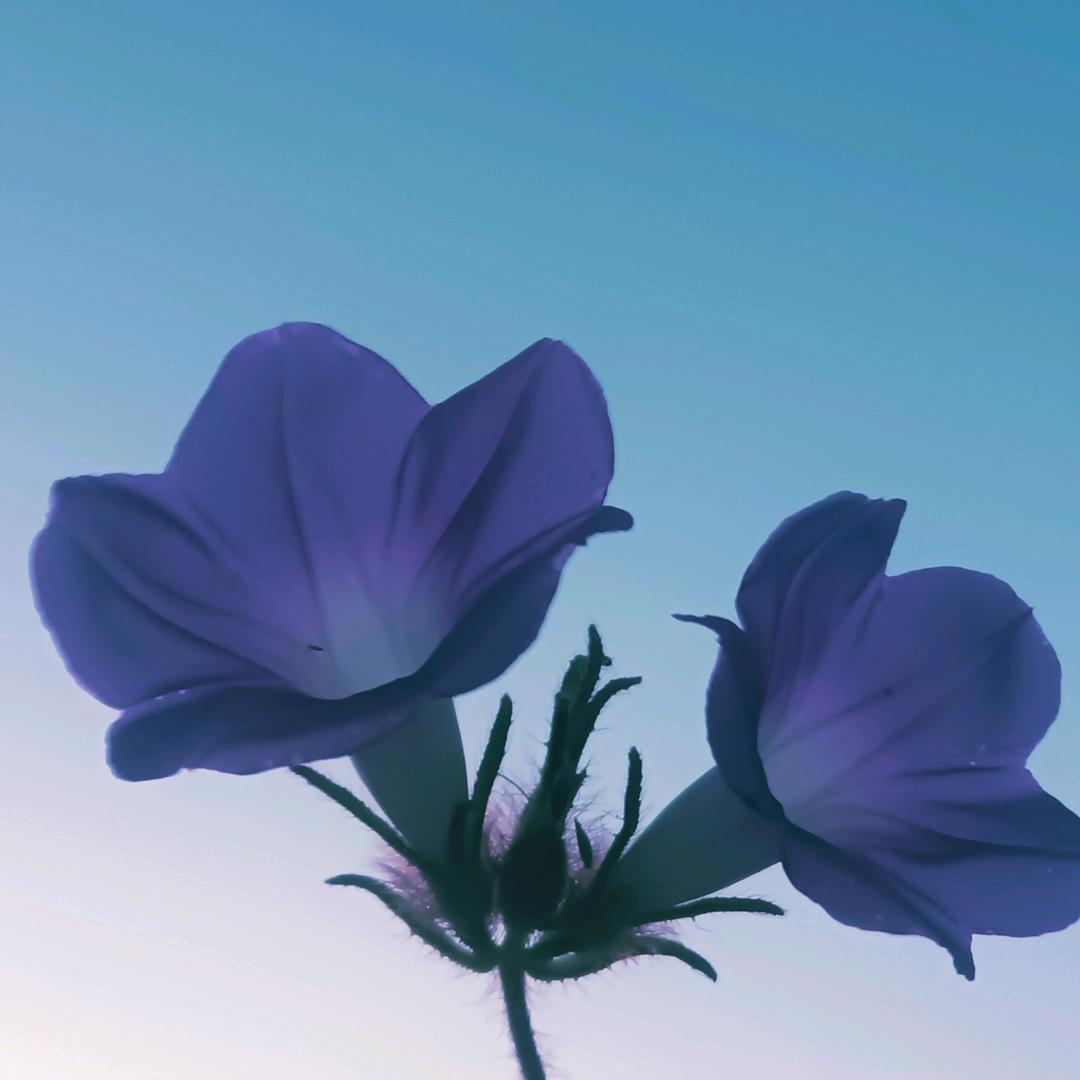 朝花夕拾＜回赞不回关>