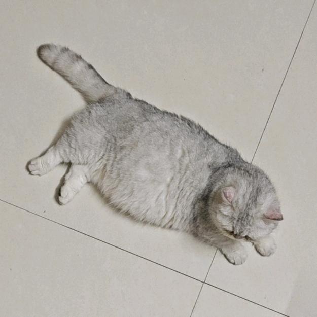仙侠作者猪猪