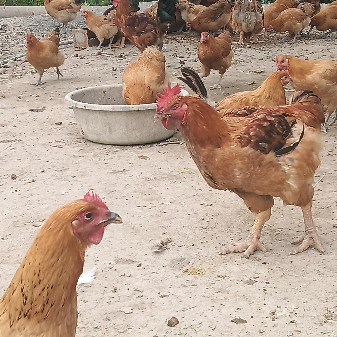 古丈香椿土鸡@小三佬