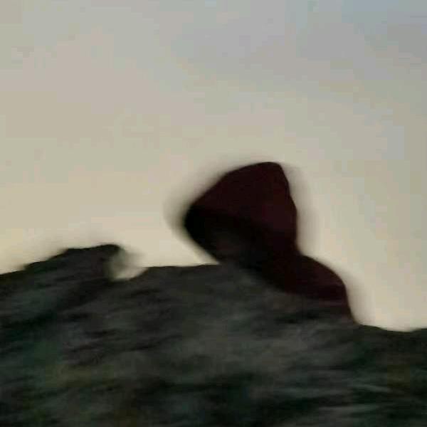 文文的文