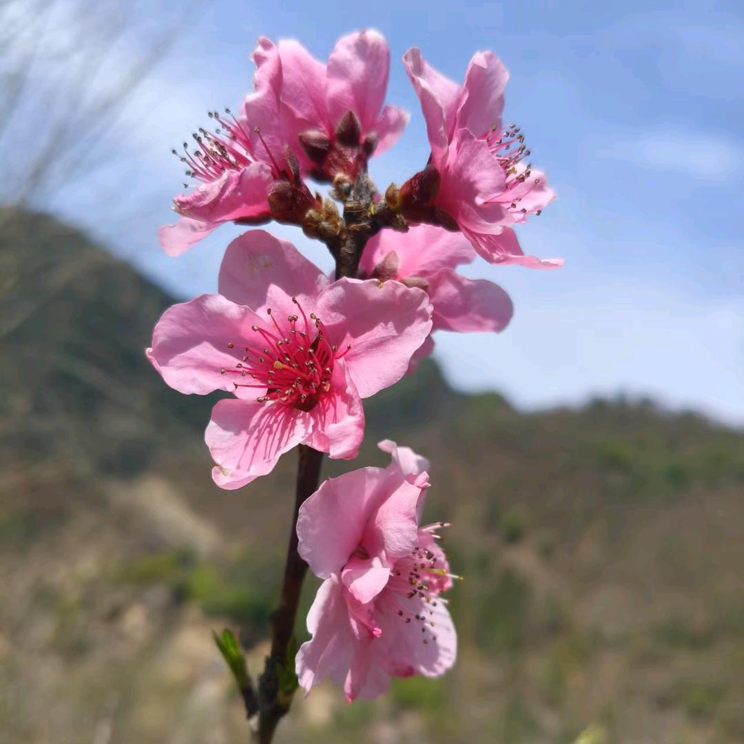 王果果