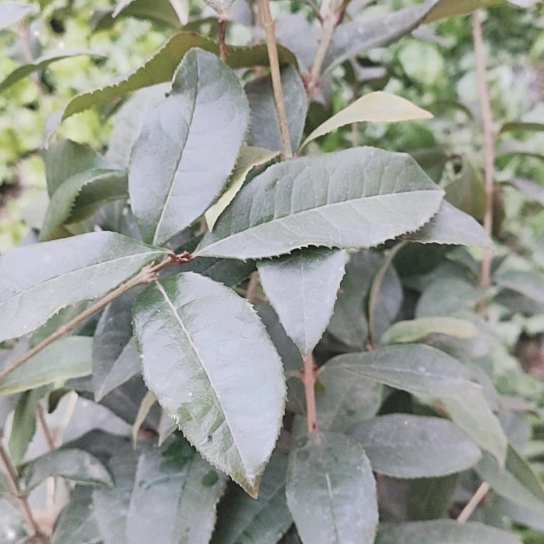 番茄吵蛋
