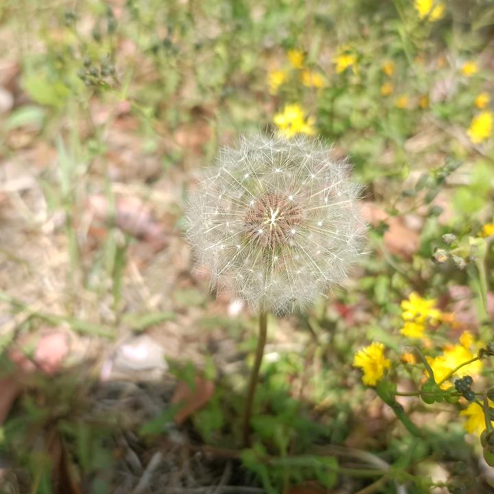 追七