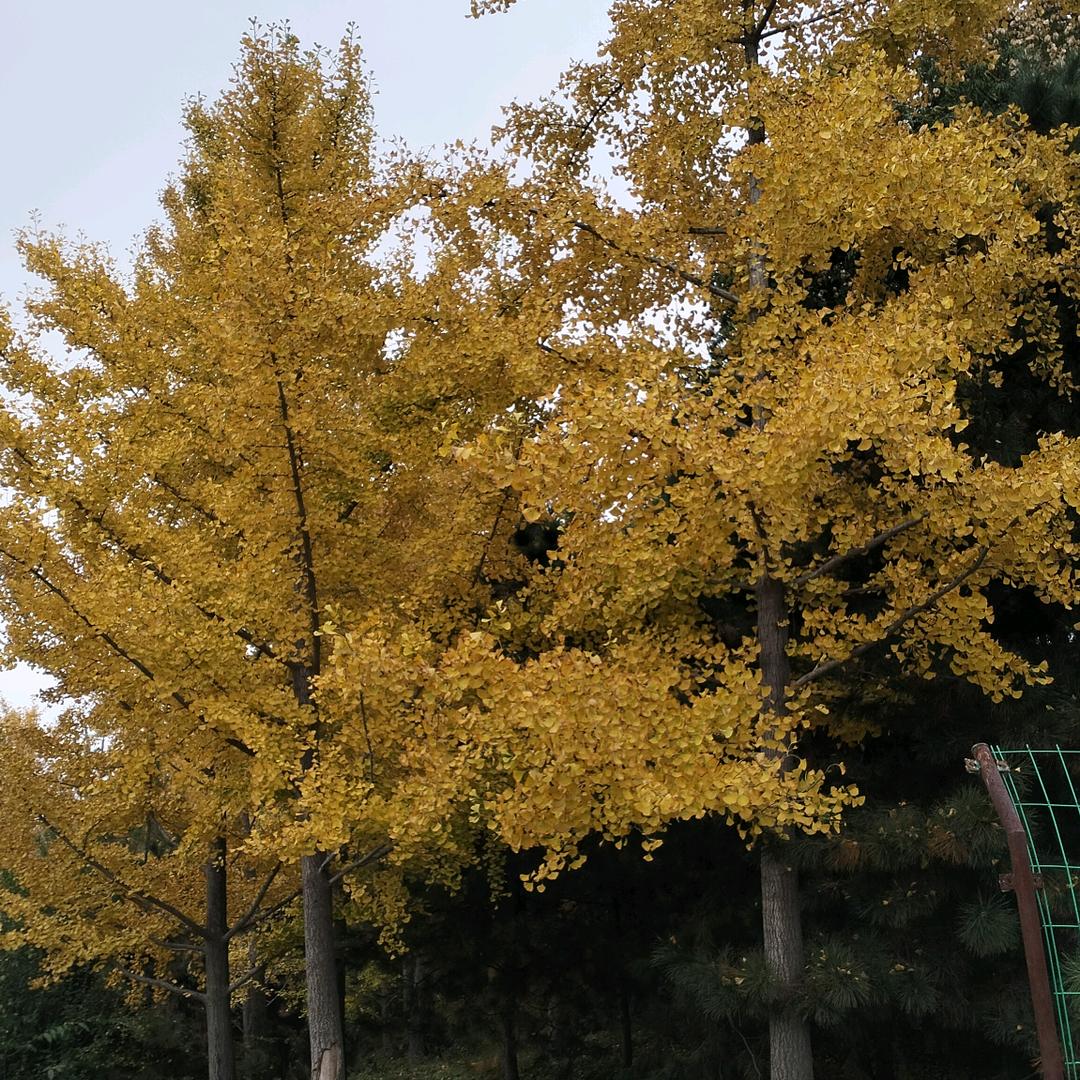 菩提☆琉璃