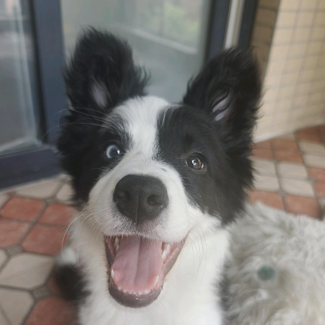 小七妹妹的日常