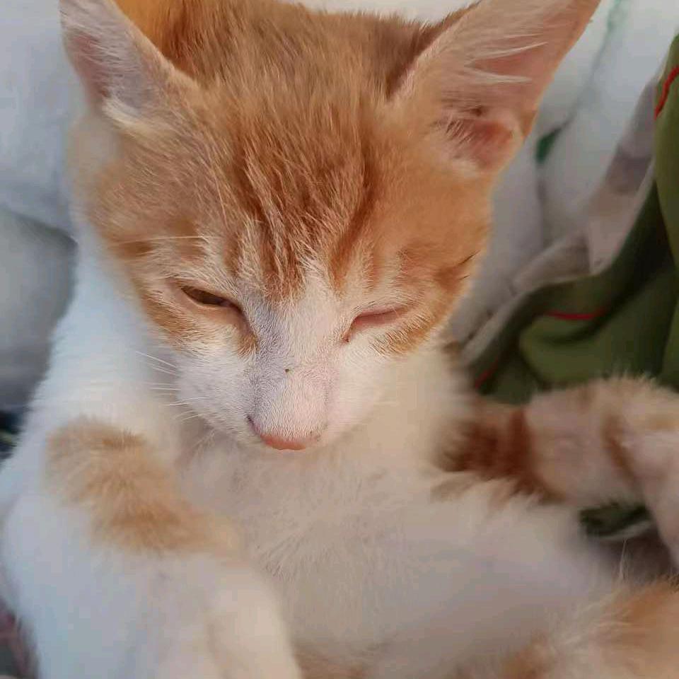 橘猫猫