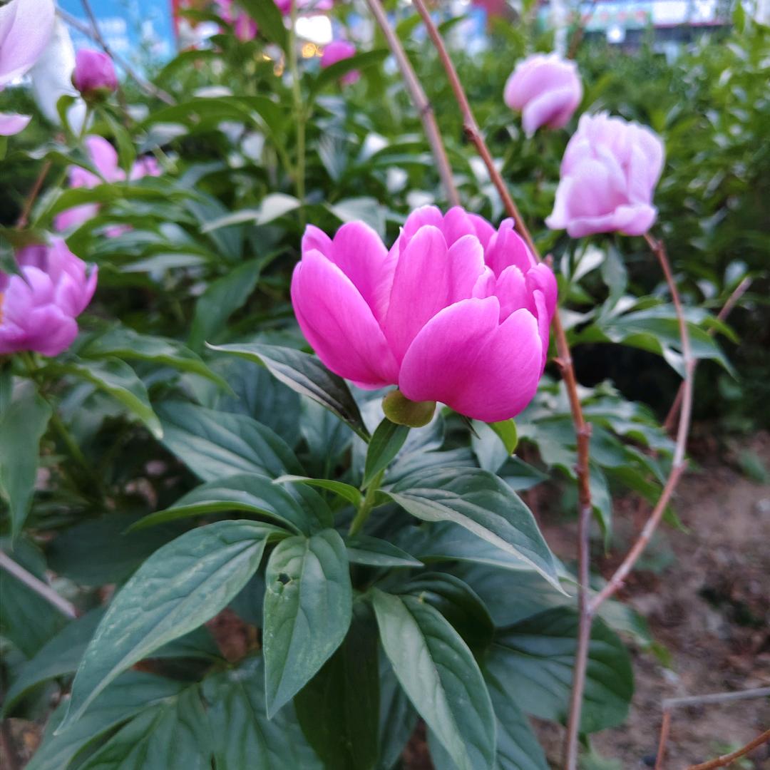 好运呀