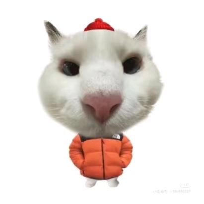 小猫老弟