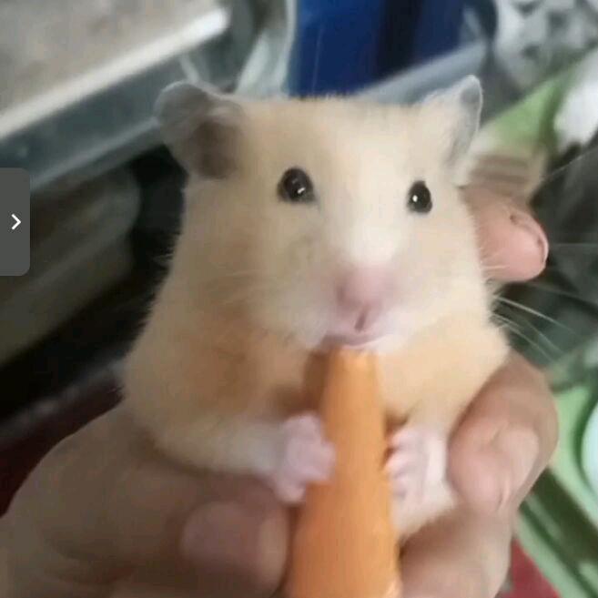 桃桃与奥利奥（金丝熊）