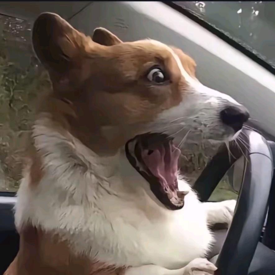 饺子怪（三角洲跑刀版）