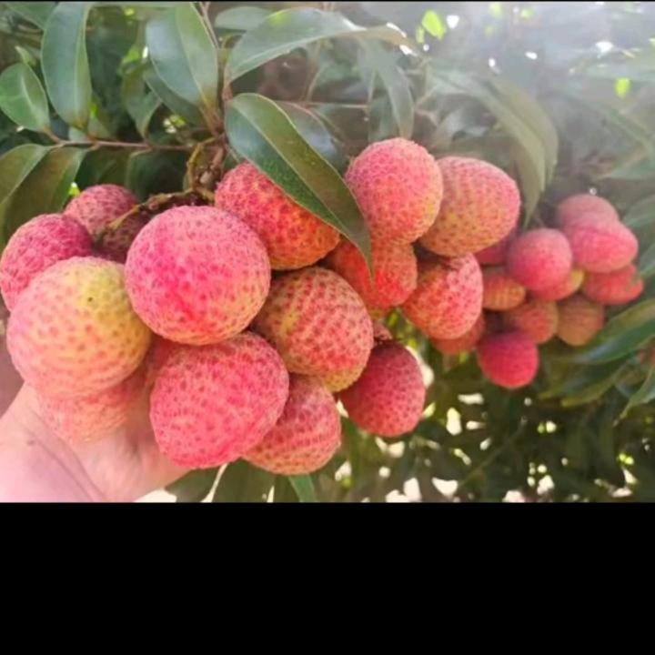 林景果树苗木专营店