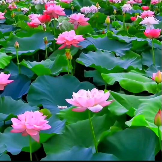 🌾飘🌿渺🌱的🍃尘🎋埃🍁