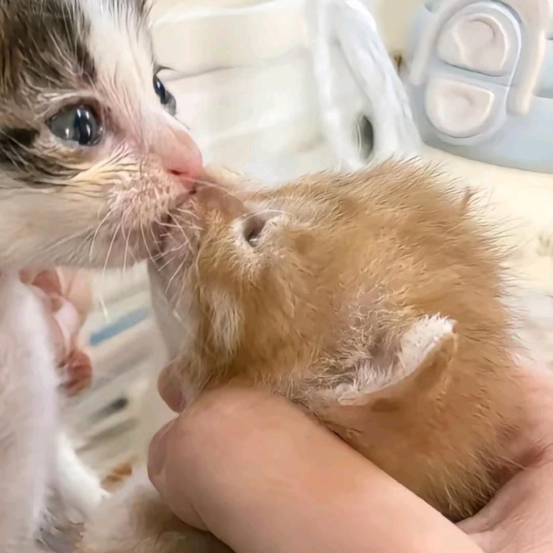 兄弟们保有咋这么好磕！