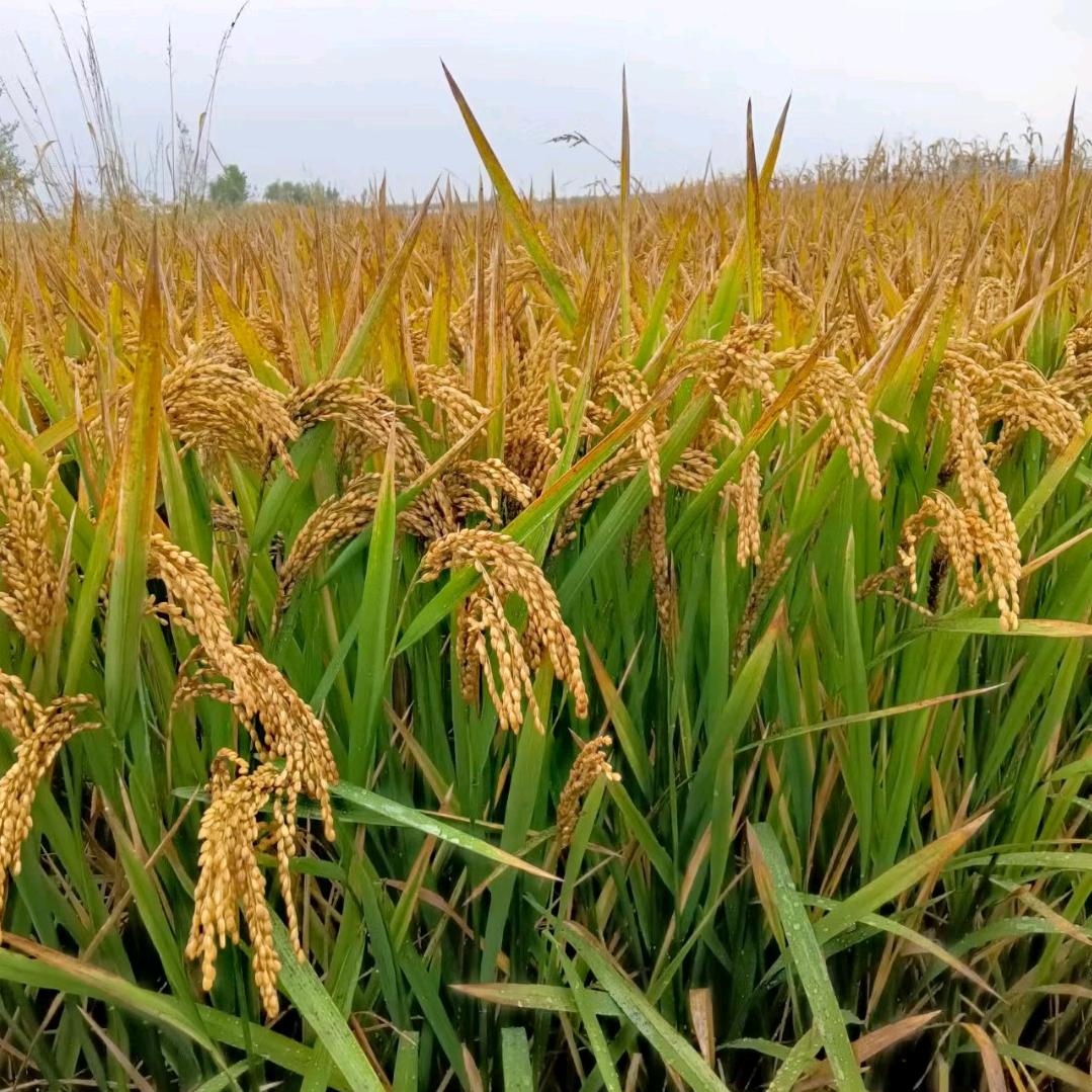 原生态