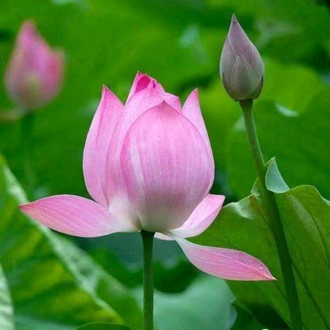 天门七波辉芬