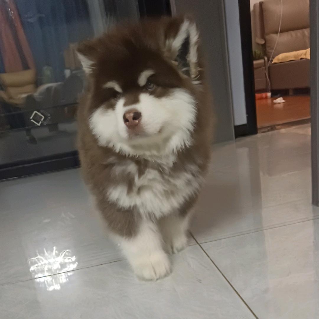 不能自我左右