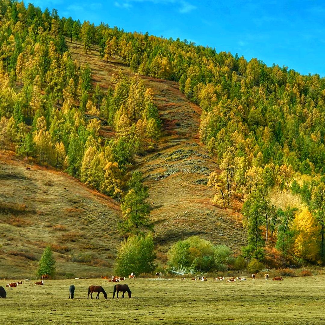 @饼饼不爱叫🐱