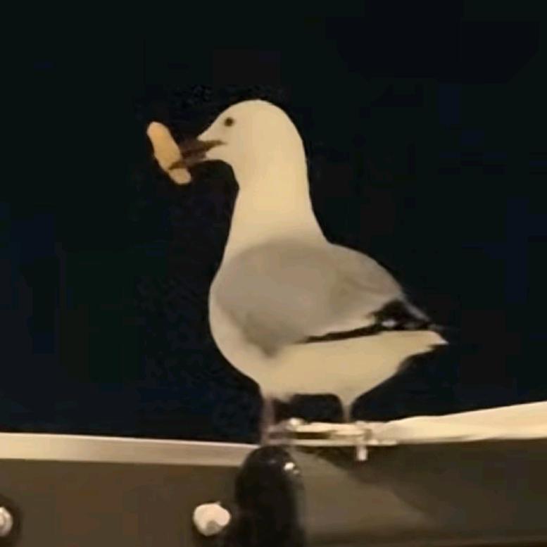鱼