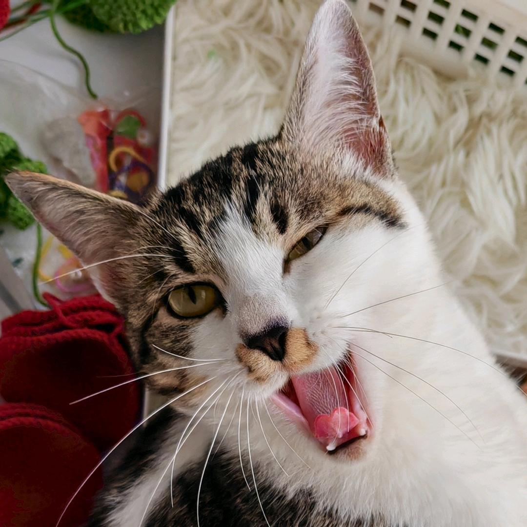 仔仔猫