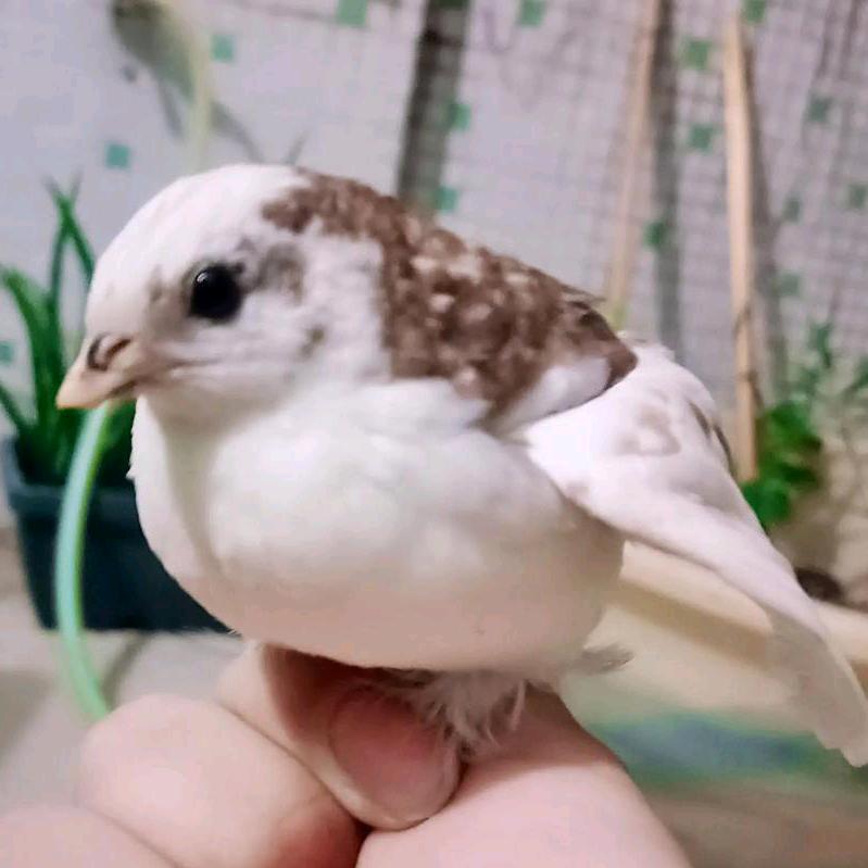小柒家的芦丁鸡