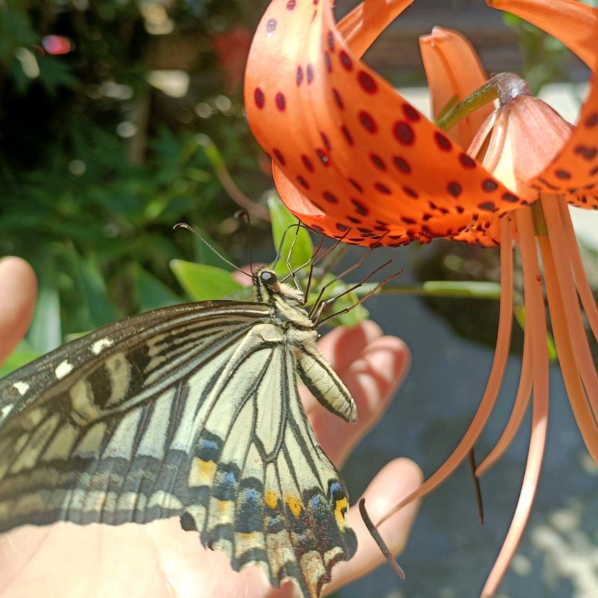 蝶恋花