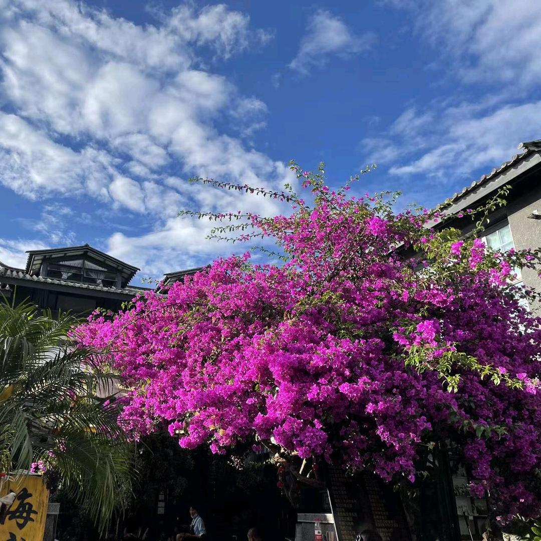荣华富贵