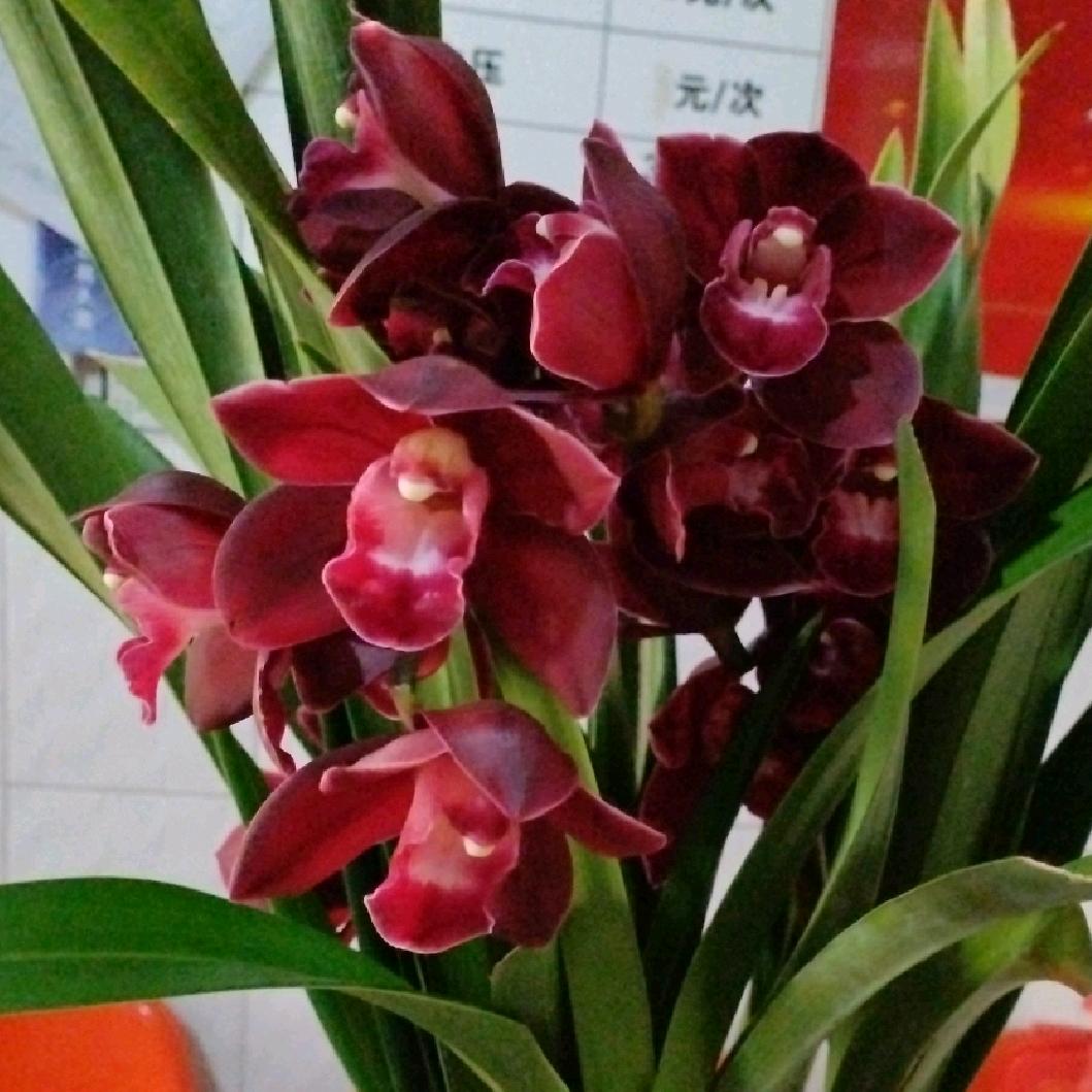 兰(小石头)