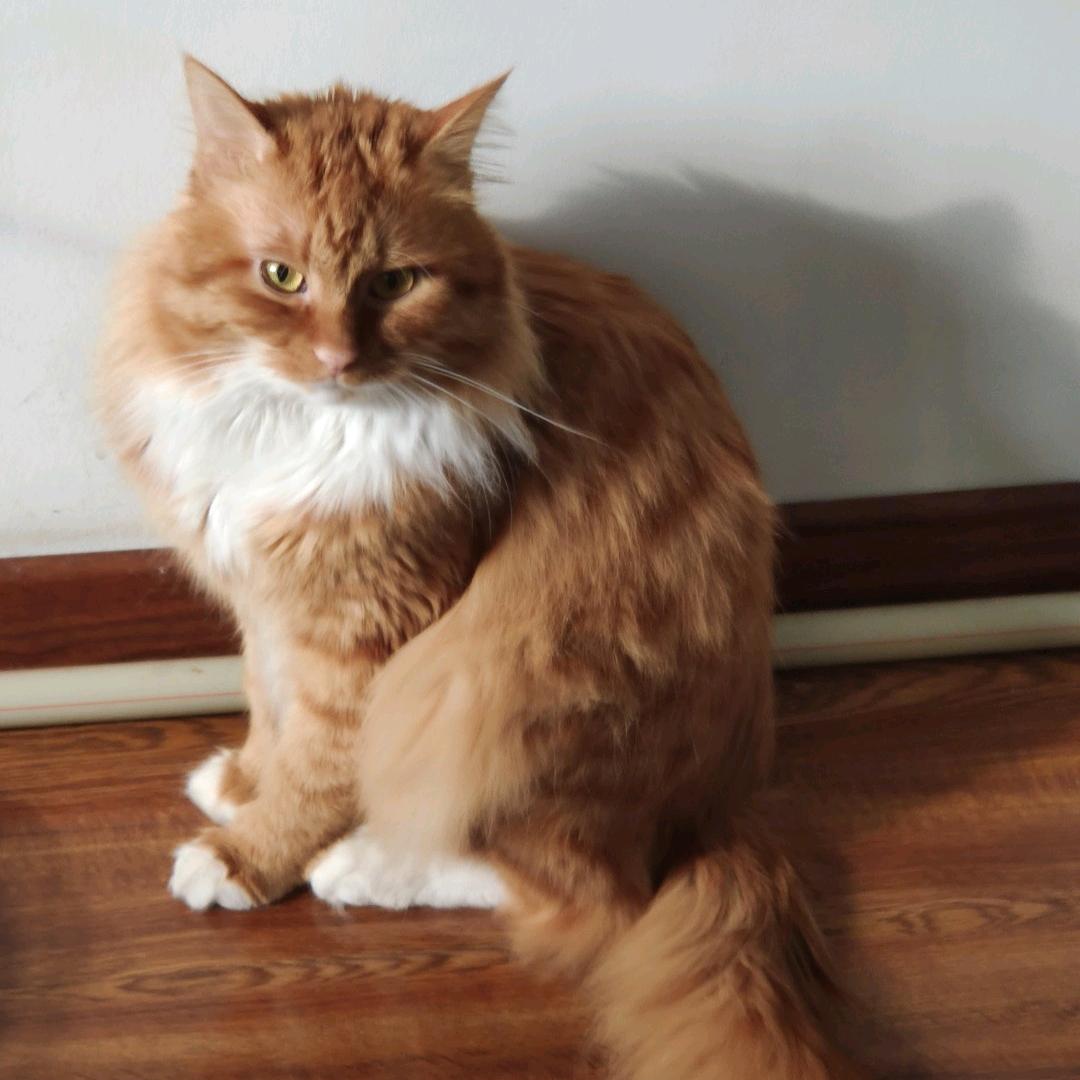 如意如意随我心意