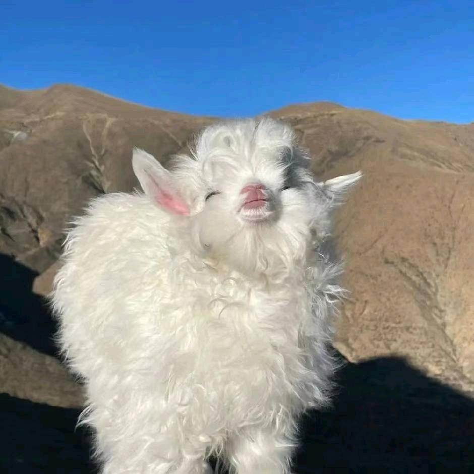 南巷有琛