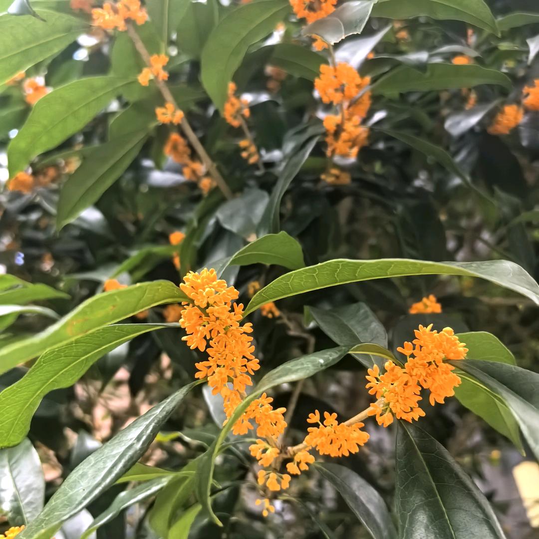 成都垚垚  养牛到家（成都）数字农业发展