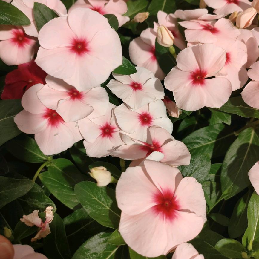 陈小姐的花花世界